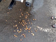 A squirrel hid all his nuts in our trailer bumper...