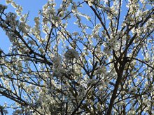 Plum tree in our yard