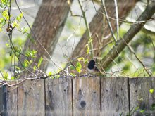 Dark-Eyed Junco