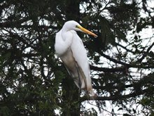 Egret eyeing the koi pond