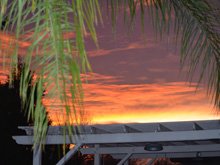 Egret eyeing the koi pond