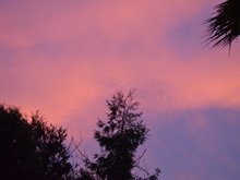 Egret eyeing the koi pond