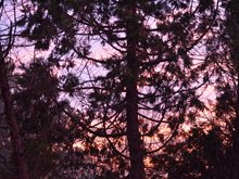 Egret eyeing the koi pond