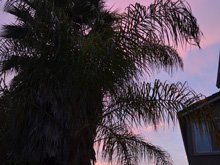 Egret eyeing the koi pond