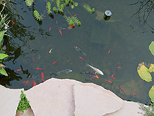 Our fish are getting bigger!